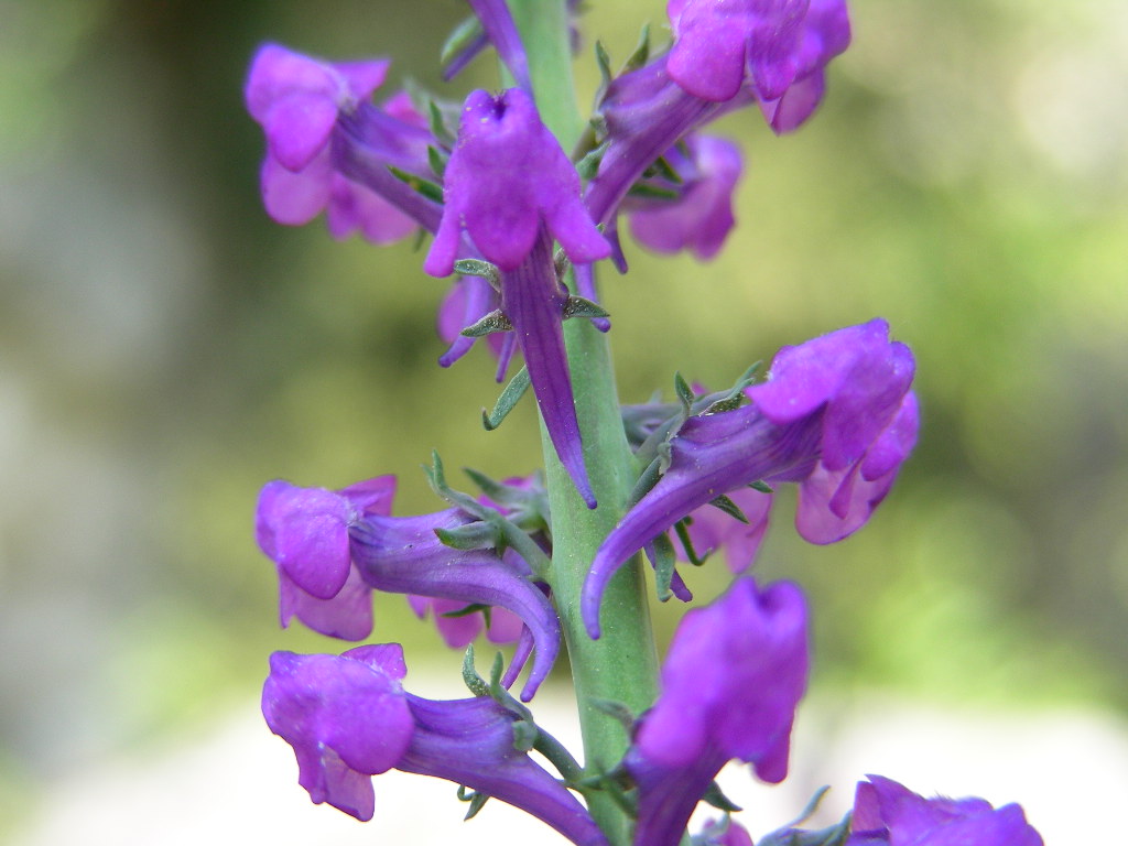 Linaria purpurea / Linajola purpurea